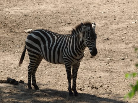 Plains zebra