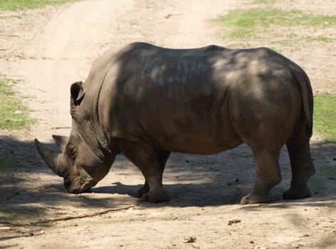 White rhinoceros