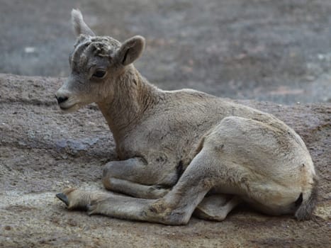 Bighorn sheep