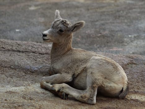 Bighorn sheep