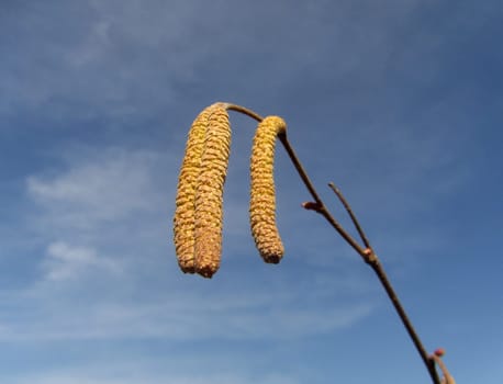 Hazelnut - Corylus avellana