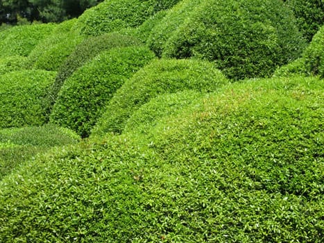Boxwood balls - Buxus sempervirens