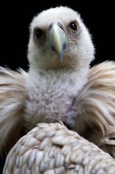 Snow Vulture Pose