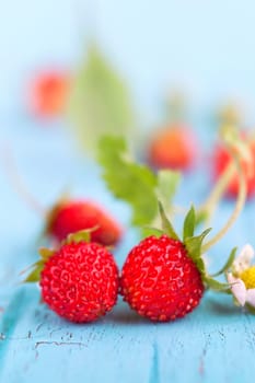 Wild strawberries