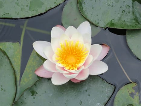 pink water lily - Nymphaea