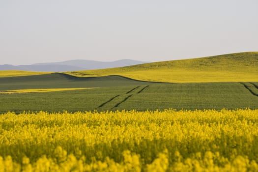 Poland Nysa yellow colza field with blue sky in background
