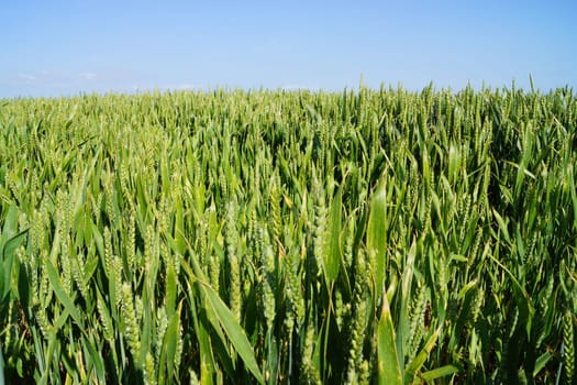 Cornfield in summer