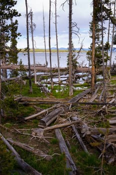 trees on Yellowstone lake  National Park