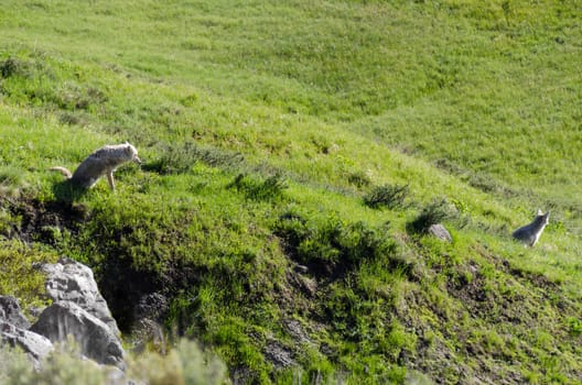pair of coyotes in Yellowstone National Park
