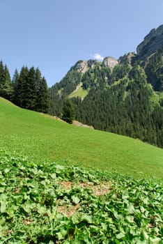 meadow and mountains in Switzerland