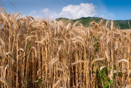 wheat field in Emilia Romagna