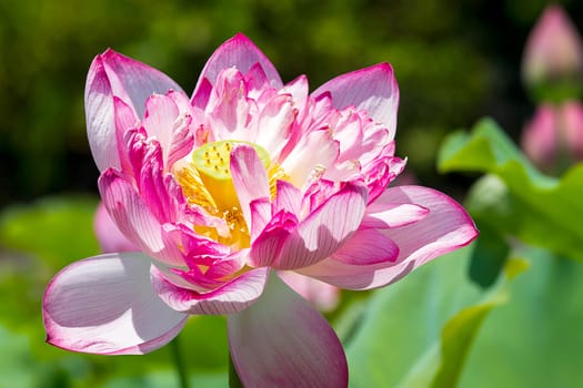 Lotus for adv or others purpose use