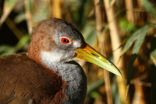 Giant forest rail (Ypecaha rail)