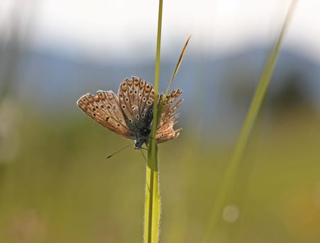 Polyommatus icarus