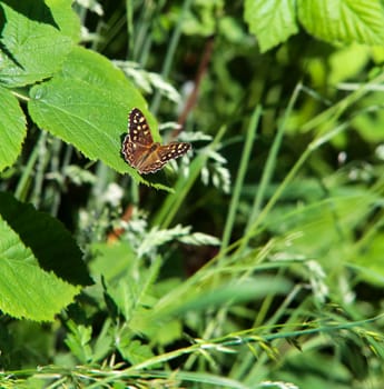speckled wood butterfly (Pararge aegeria) on a leaf in woodland