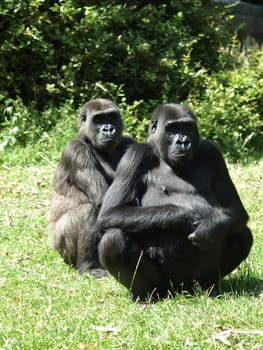 Mountain gorilla