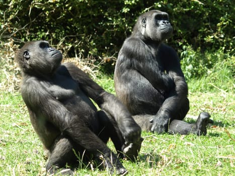 Mountain gorilla