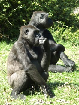 Mountain gorilla