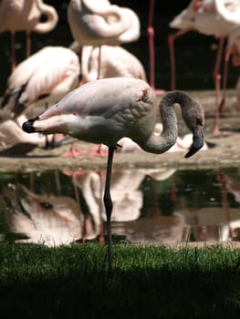 Pink Flamingo
