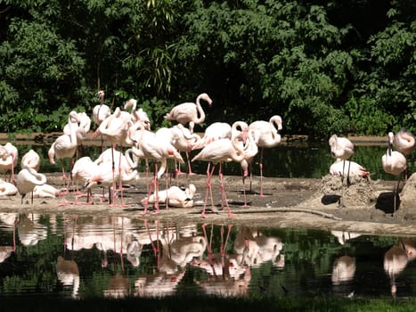 Pink Flamingos