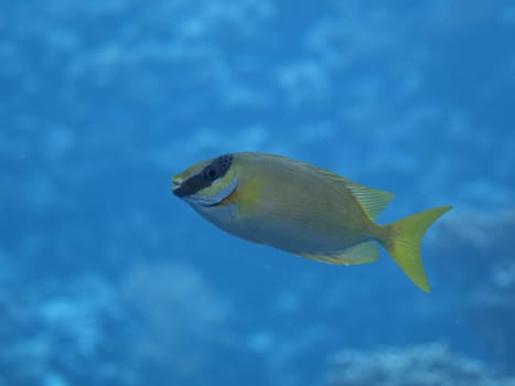 Coral fish