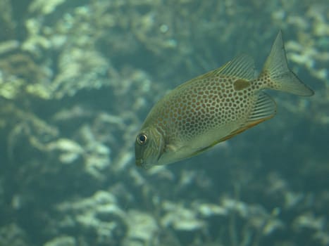 Coral fish