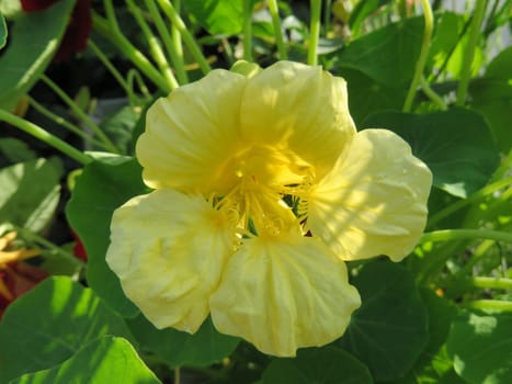 Nasturtium - Tropaeolum majus - Milkmaid -