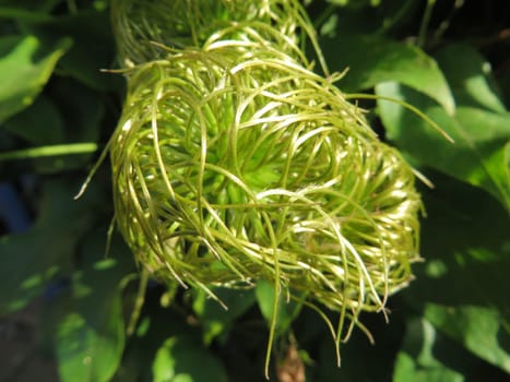 Seed status of a clematis