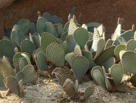Cacti - Opuntia