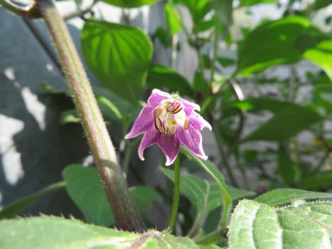 Chili flower - Capsicum pubescens - Red Manzano -