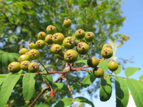 edible rowanberry - Sorbus aucuparia edulis - Moravica -