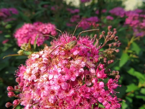 Spider on Japanese summer spider - Spiraea japonica