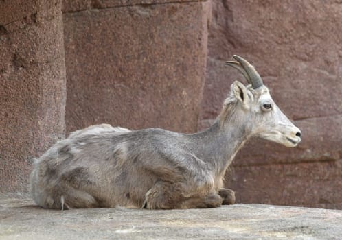 Bighorn sheep