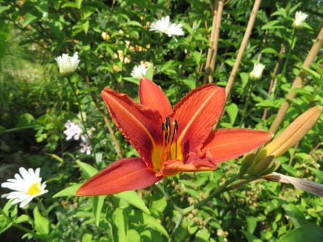 Yellow-red daylily - Hemerocallis fulva
