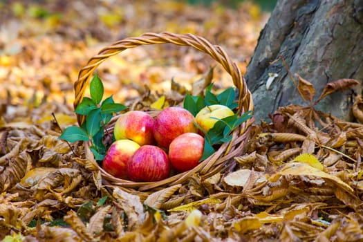 fresh apples in a basket in autumn garden
