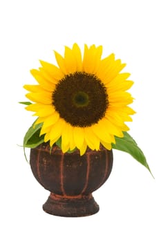 Beautiful sunflower in a vase (Helianthus)