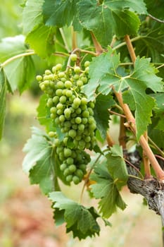 tuscan grapes