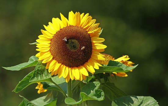 In the sunlight