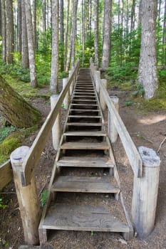 Wood Staircase in Lower Lewis River Falls Hiking Trail Washington State