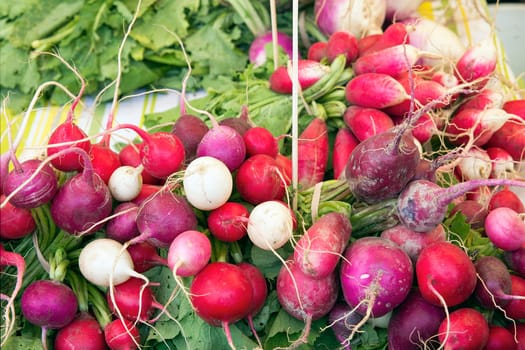 Heirloom and Easter Egg Colorful Radish Bunches at Farmers Market Fruits and Vegetables Stall