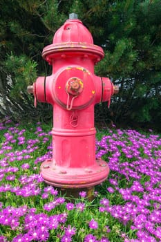 Red Fire hydrant on Bed of Creeping Ice Succulent Plant with Pink Flowers