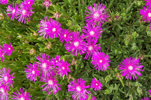 Creeping Shrubby Succulent Ice Plant with Pink Flowers Closeup