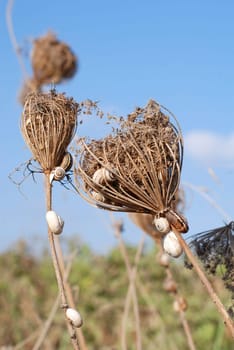 Snails