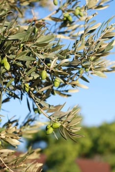 Olives