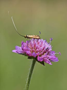 Longhorn moth (Nemophora metallica) on widow's flower