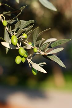 Olives