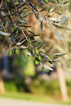 Olives