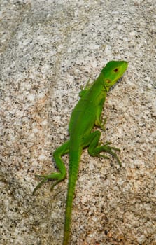 Green lizard on a rock