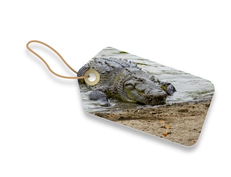 Crocodile laying on the beach Shopping Price Tag on white background.