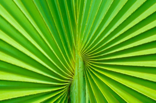 Closeup of Green Palm tree leaf background pattern.